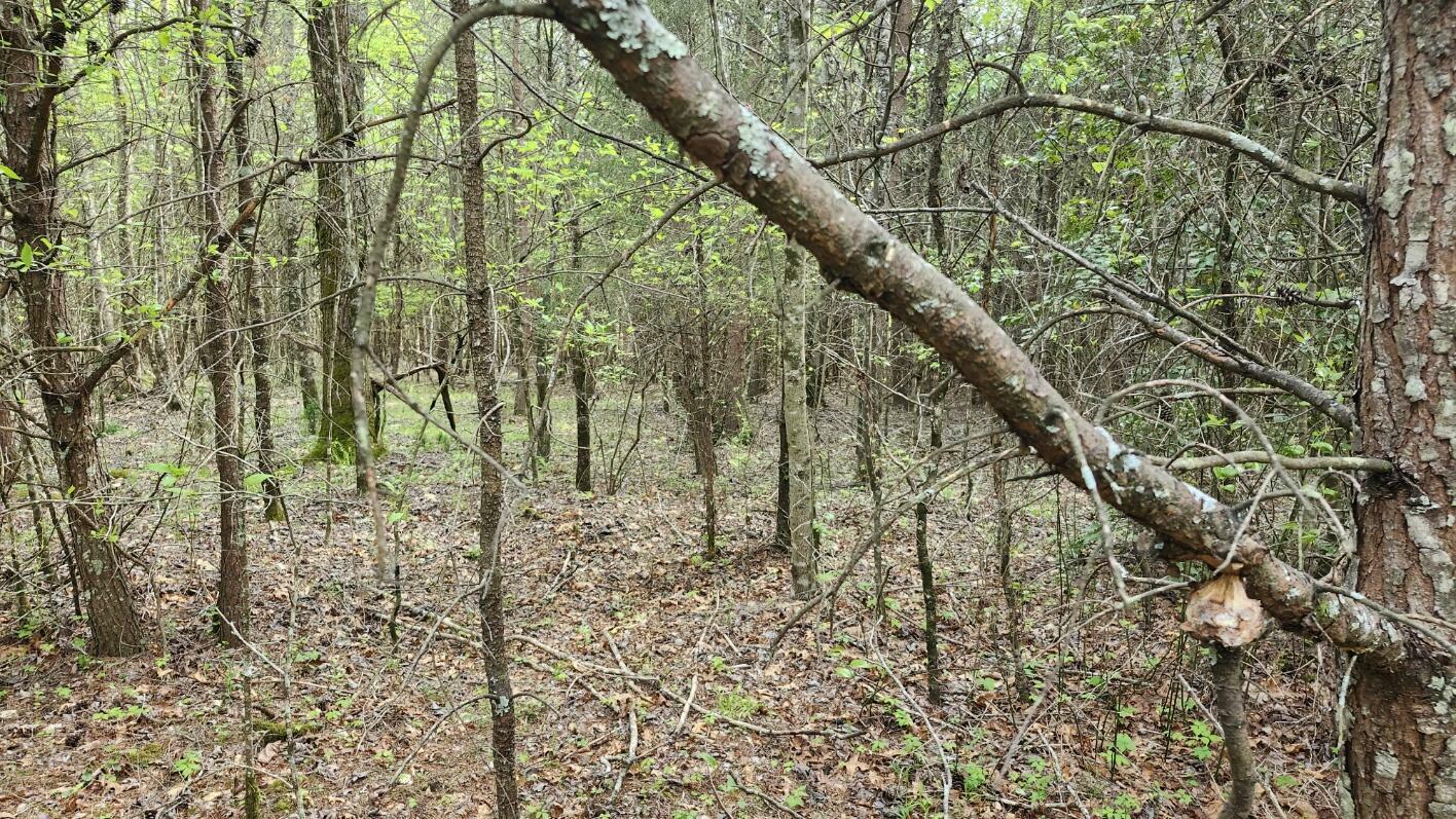 Property Photo: 0 Old Holy Water Road TN 37387