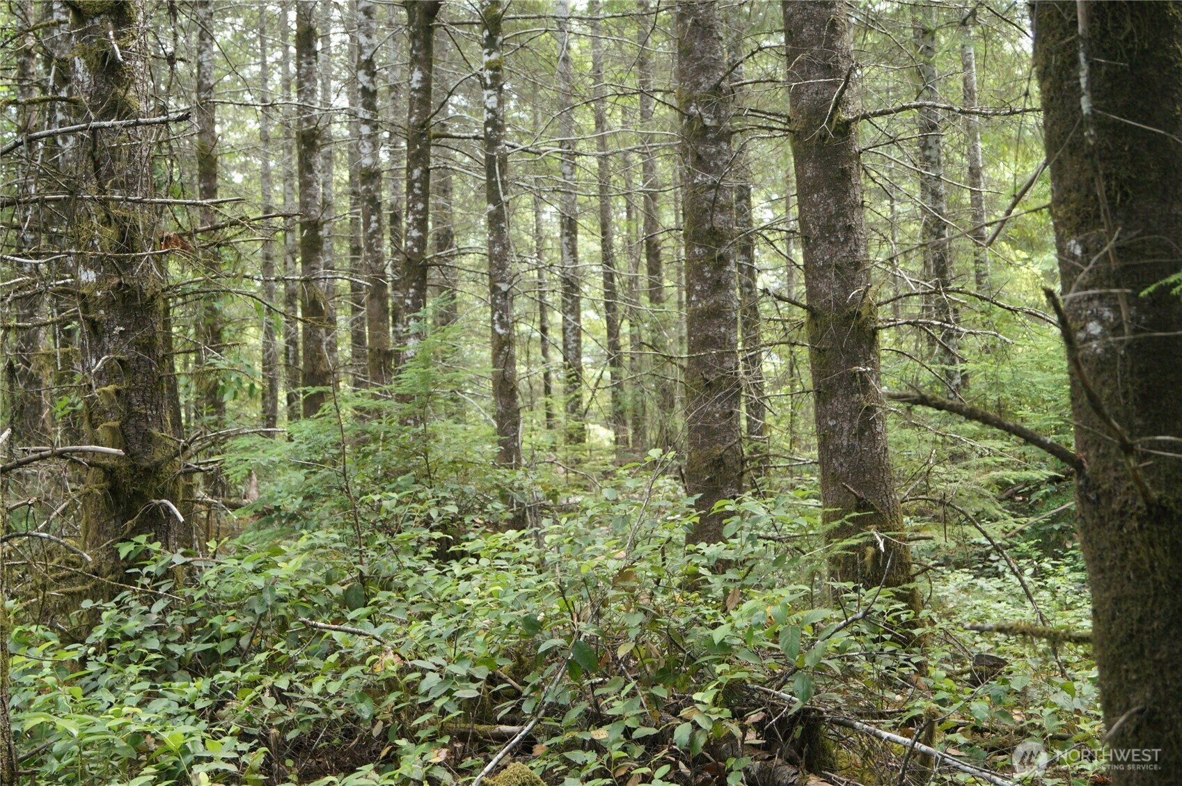 Property Photo: 0 Nka Brooklyn Road WA 98568