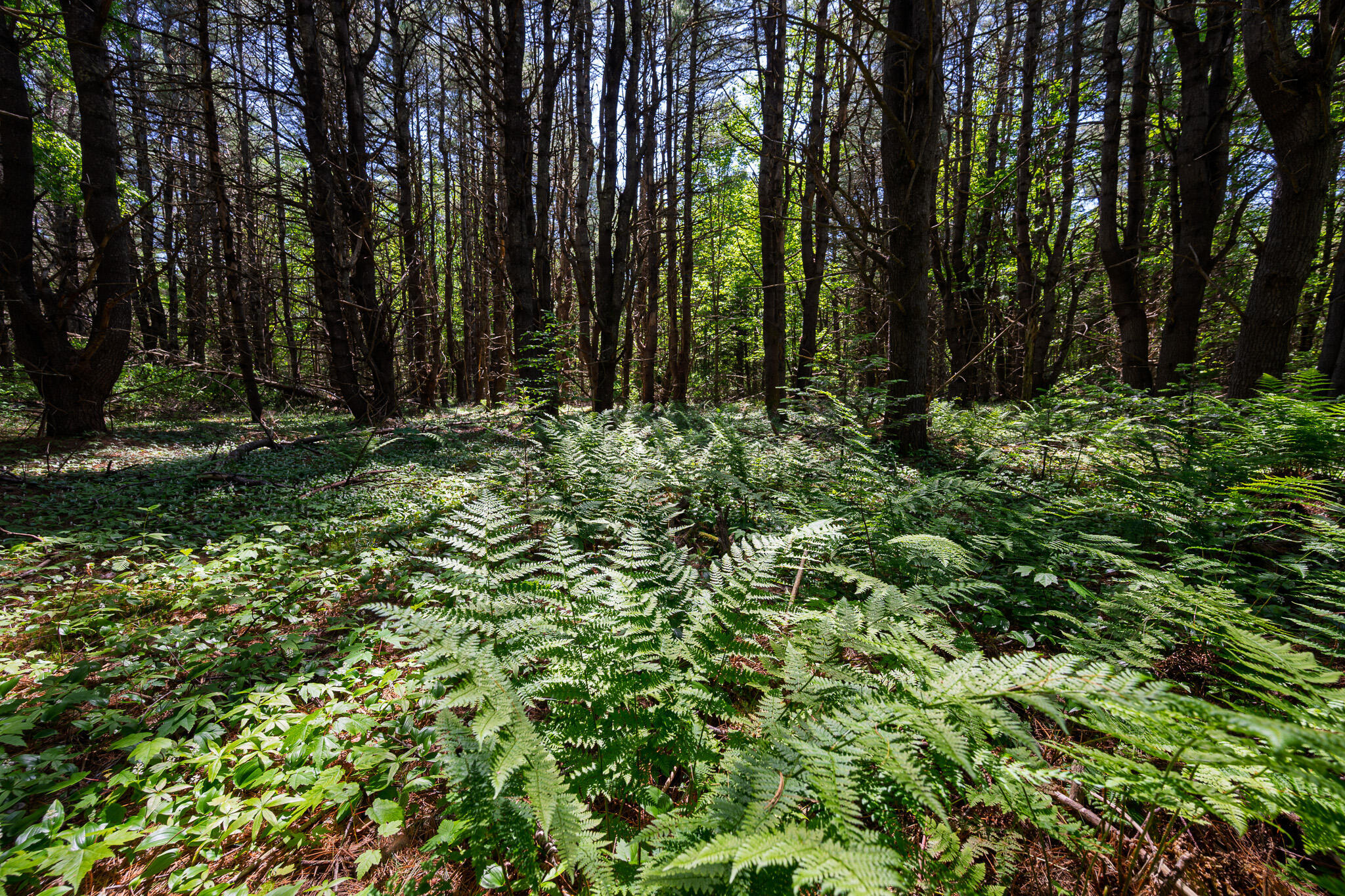 Property Photo: Lot 8 Murray Road ME 04953