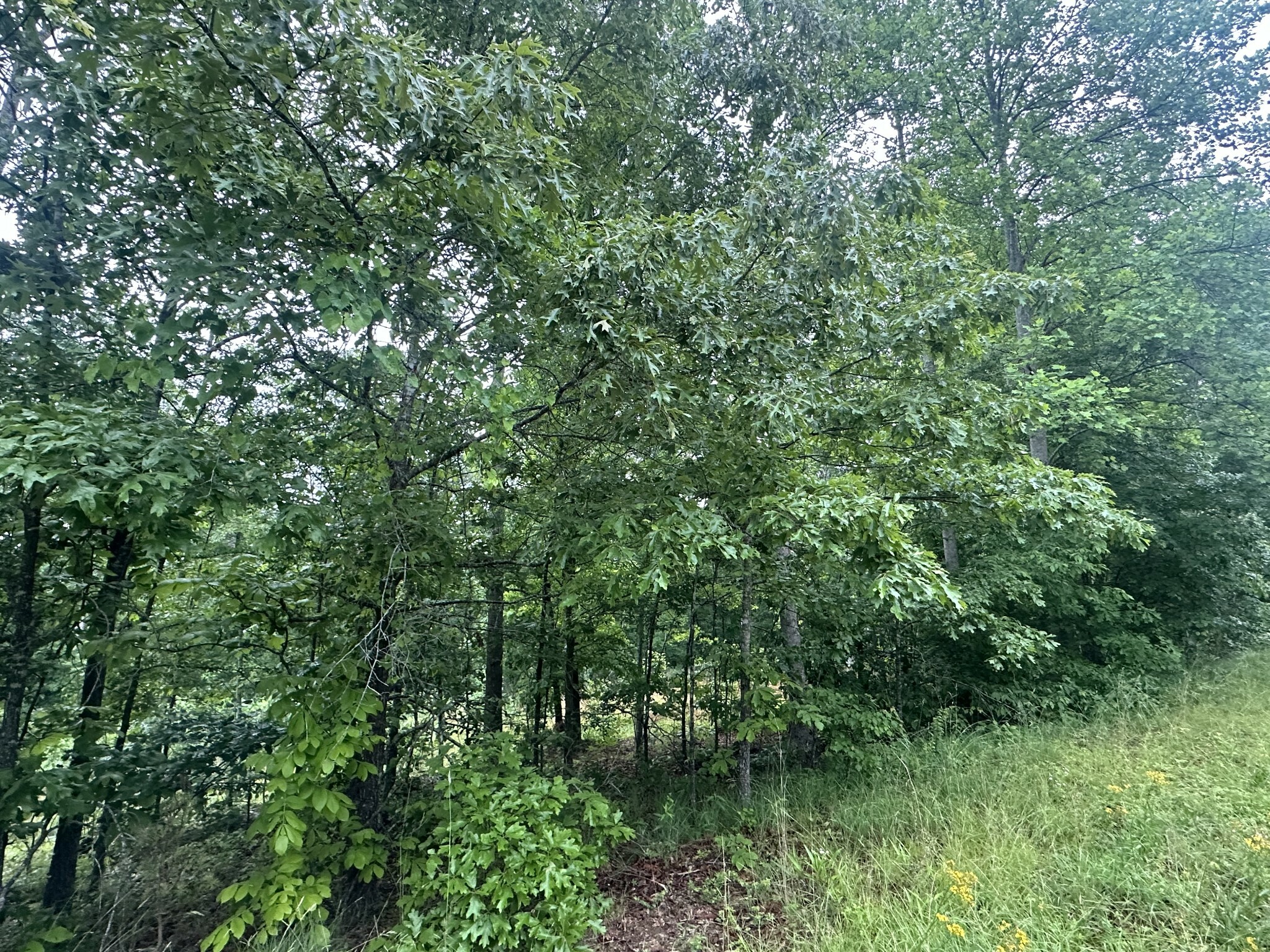 Property Photo: 146 Quail Ridge Rd TN 38483