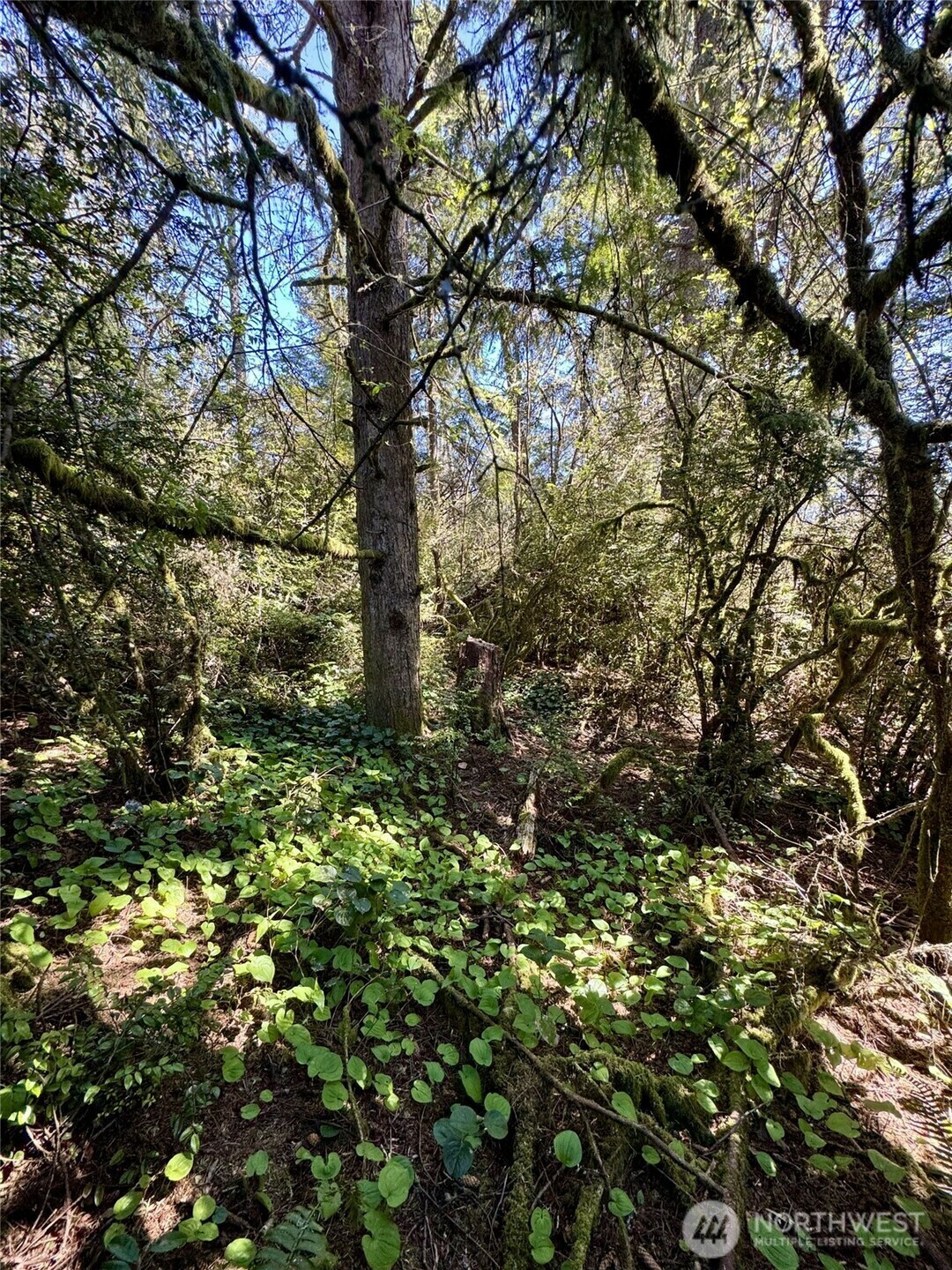 Property Photo: 0 S Forrest Street WA 98595