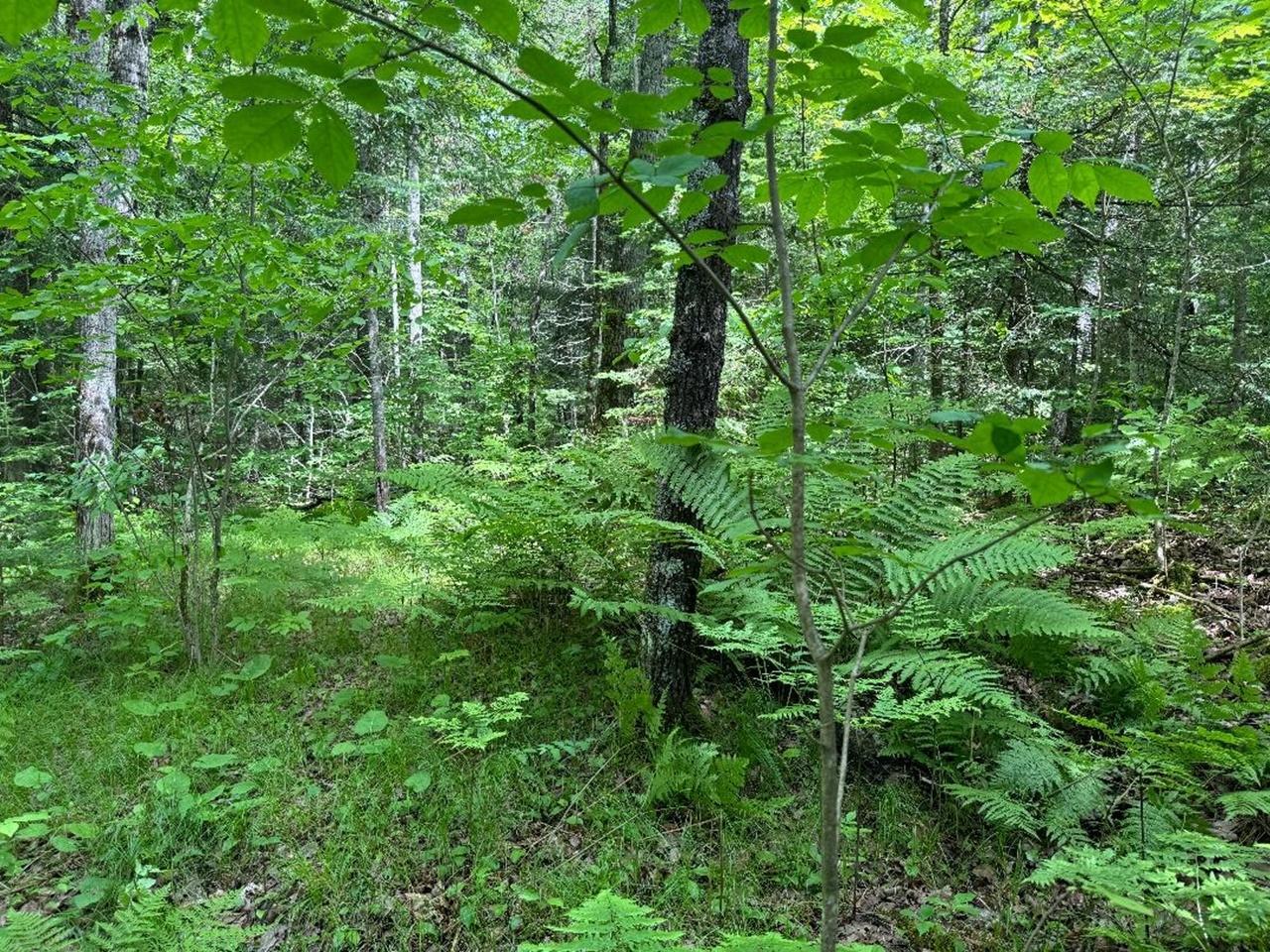Property Photo:  On Cth Ff 1.5 Acres  WI 54547 