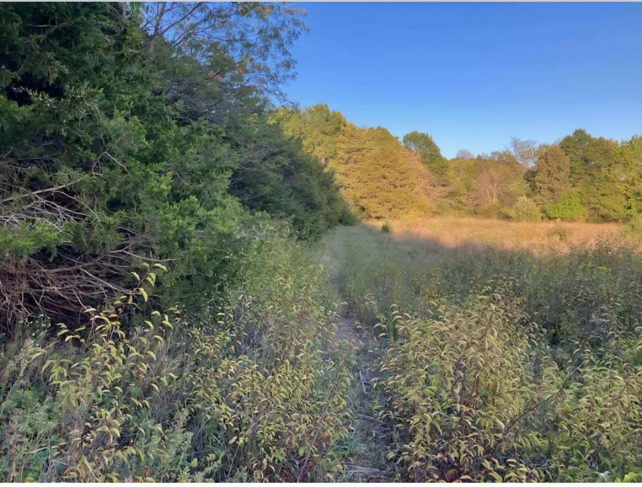 Property Photo: 10685 S 1215 Road MO 65785