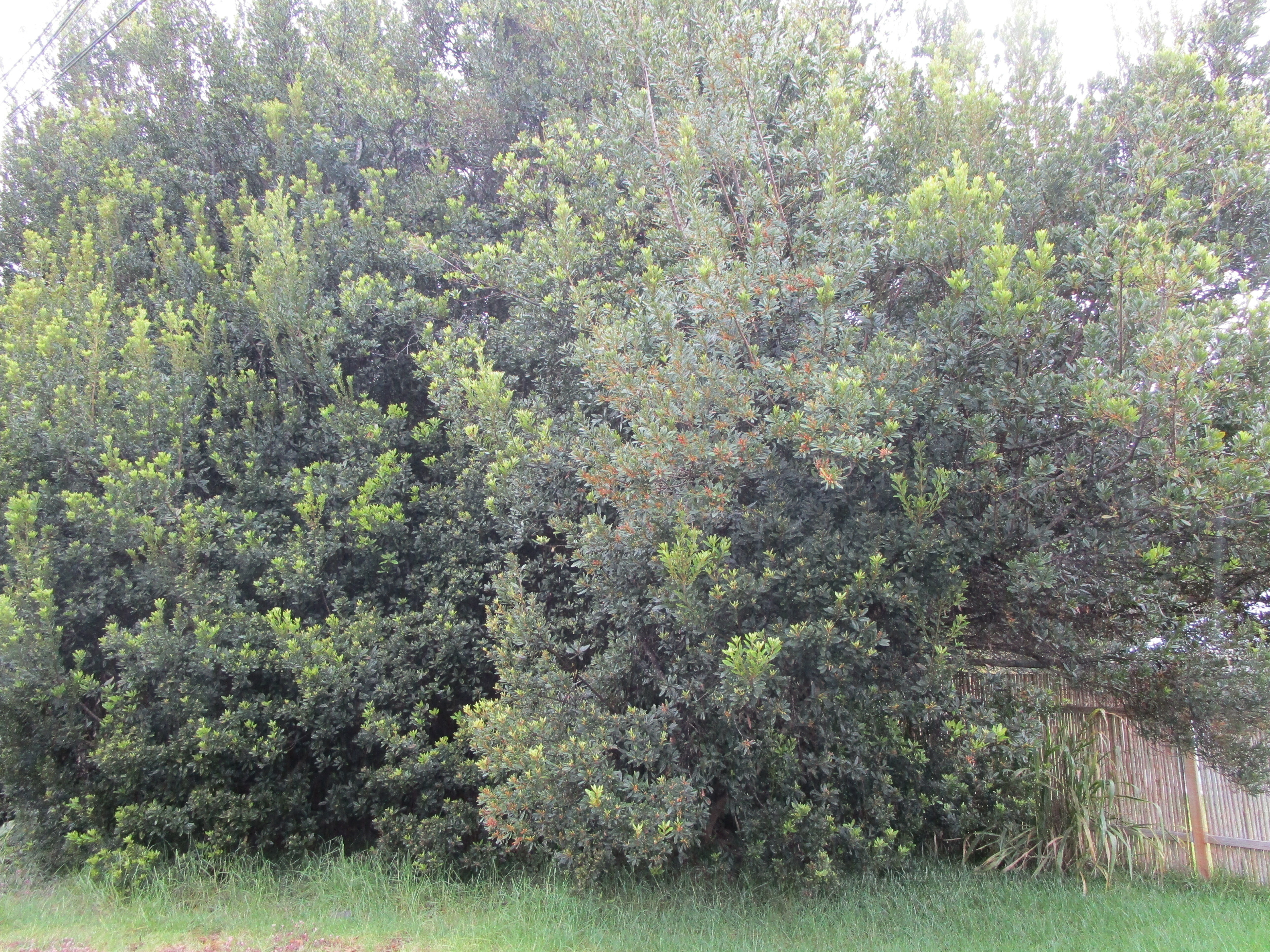 Property Photo: 99-7728 Pukeawe Pl HI 96785
