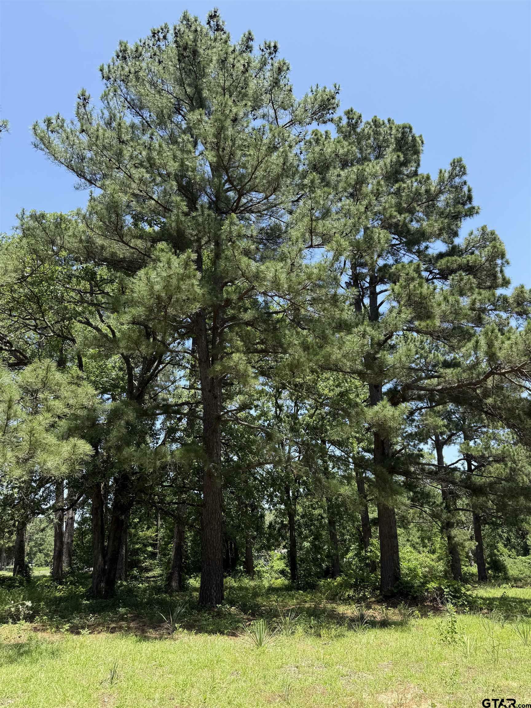 Property Photo: 17102 Cr 4188 TX 75771