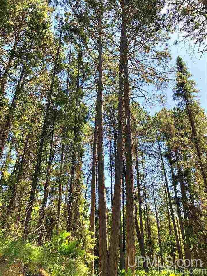 Property Photo:  353 S Johnson Lake Drive  MI 49841 