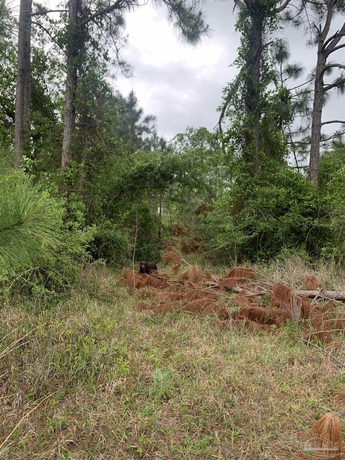 O Woodpecker Ln  Holt FL 32564 photo