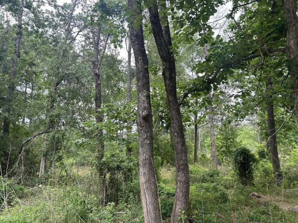 Property Photo: 195 Greathouse Street TX 77662