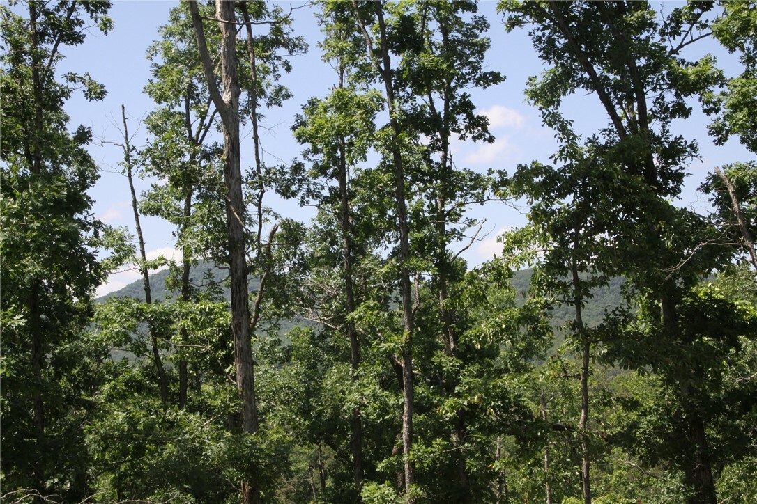 Property Photo:  4901 County Road 263  AR 72655 