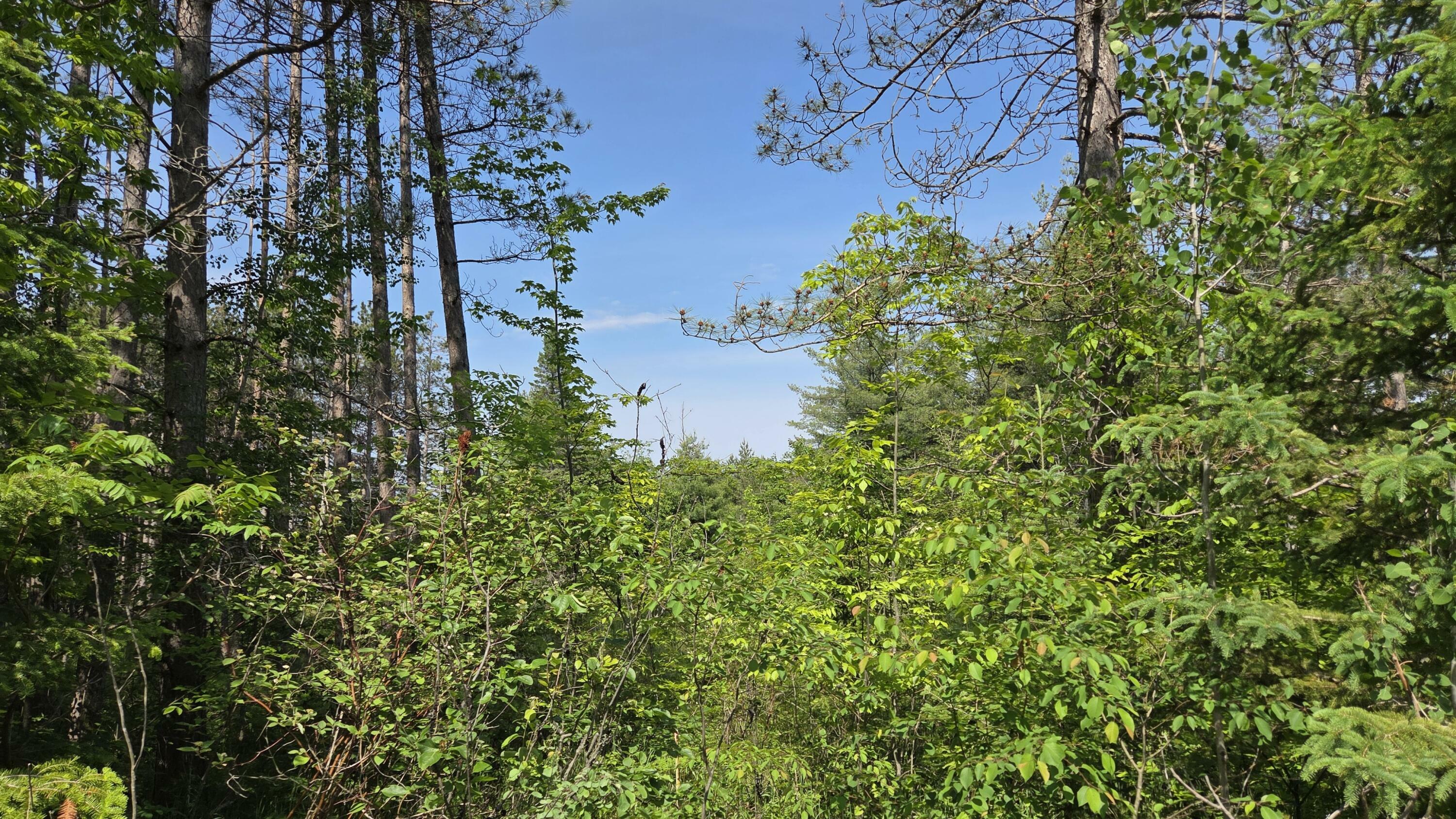 Property Photo: 18862 N Old Mackinaw Road MI 49701