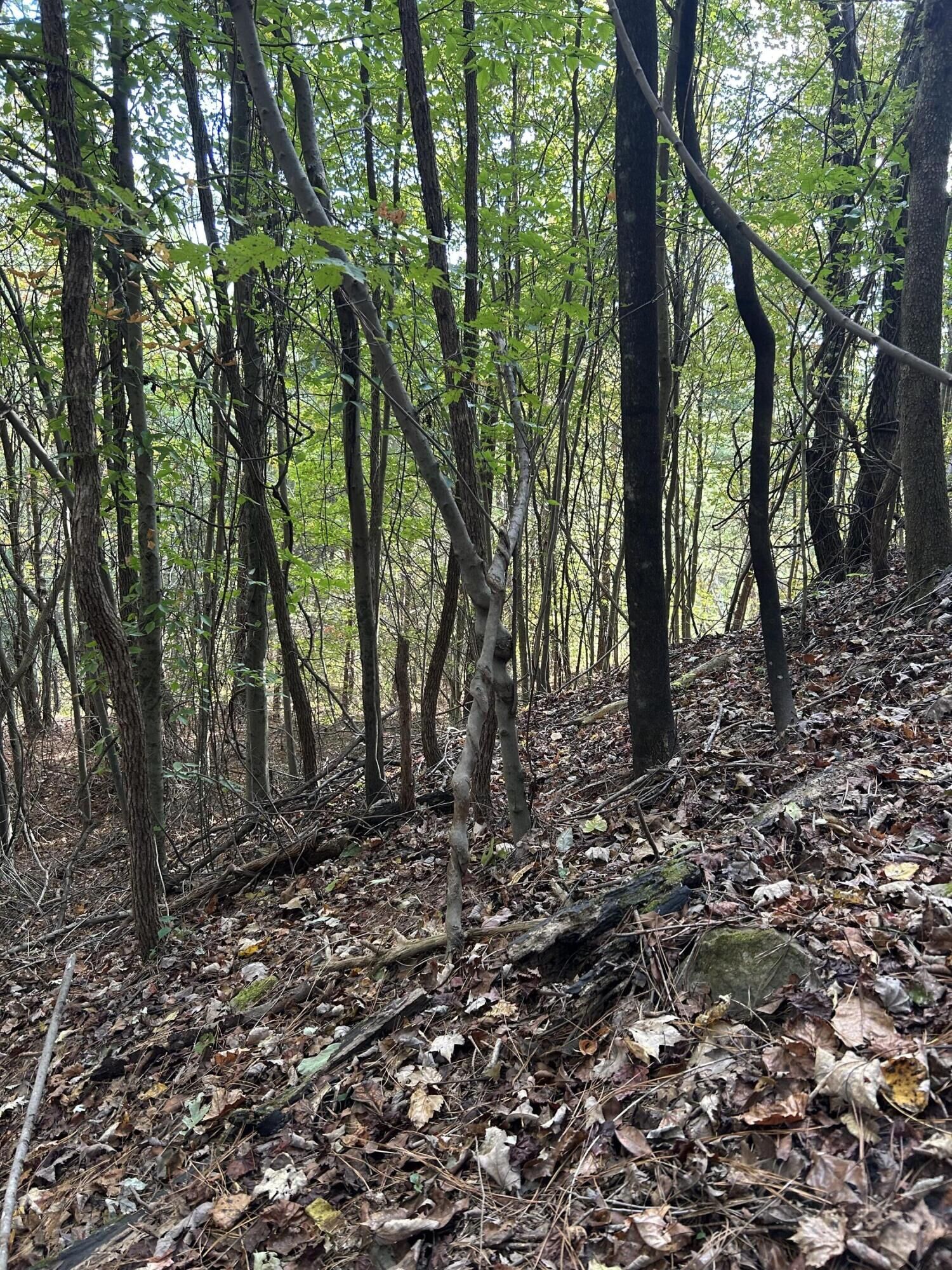 Property Photo:  000 Lone Mountain Road  TN 37338 
