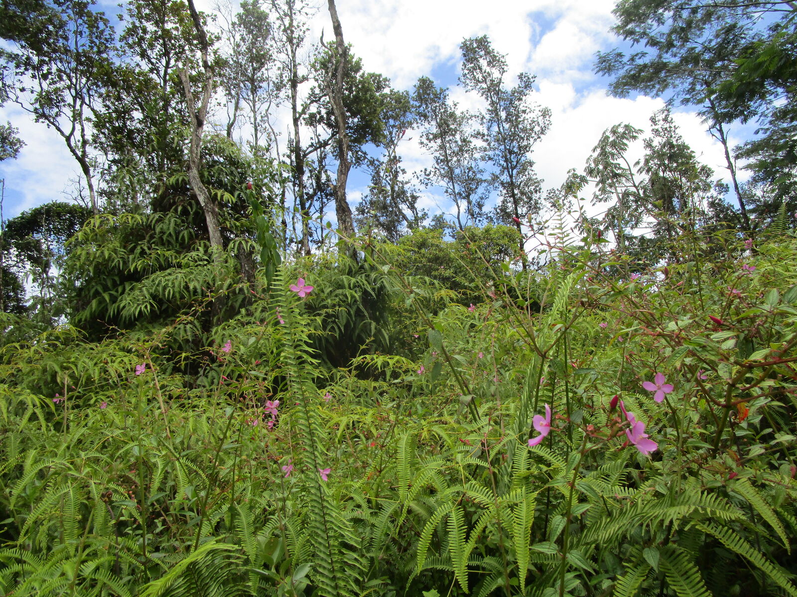 Property Photo:  Lehua Rd  HI 96778 