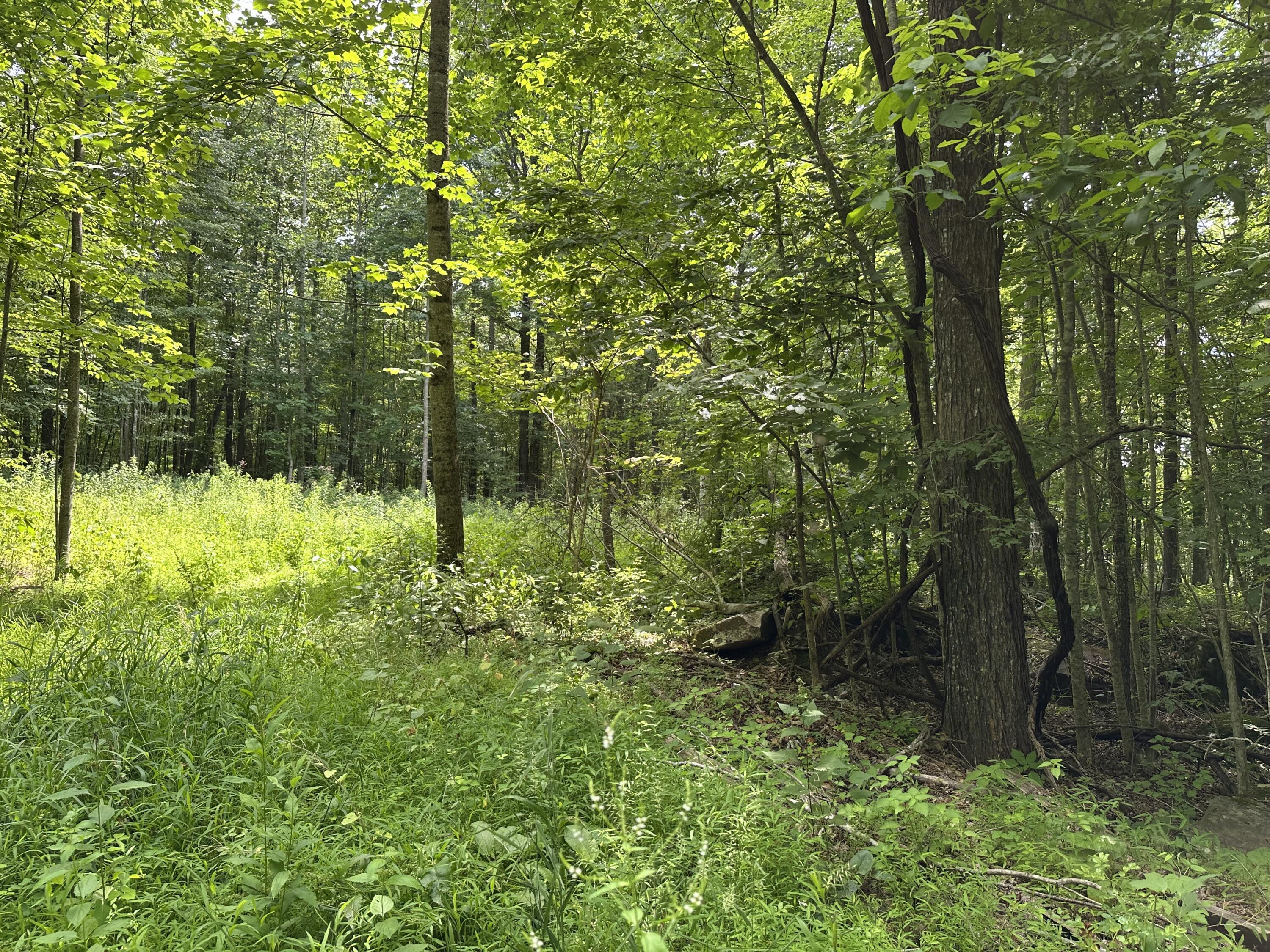 Property Photo: Molly Road WV 24931