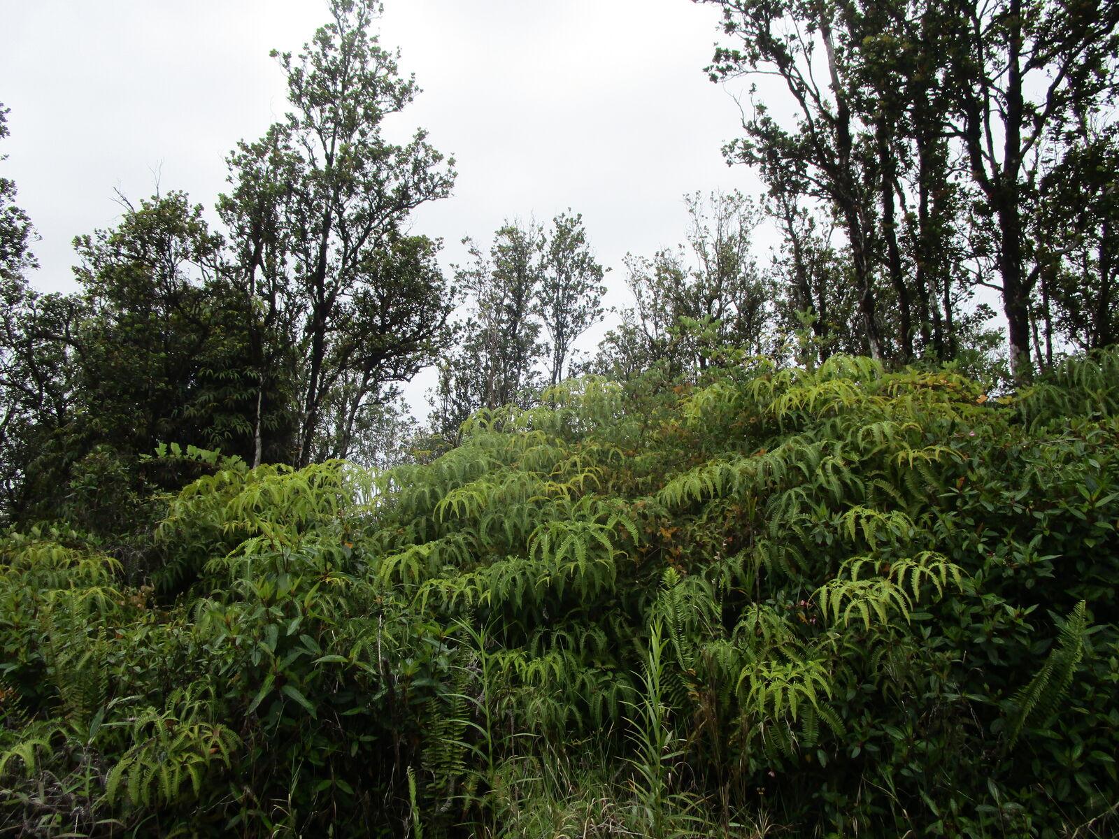 Property Photo: Malia Aina Rd HI 96785