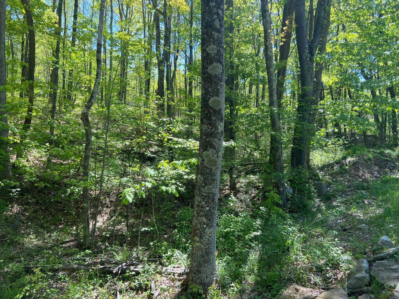 Property Photo: Backus Mountain Road WV 25976