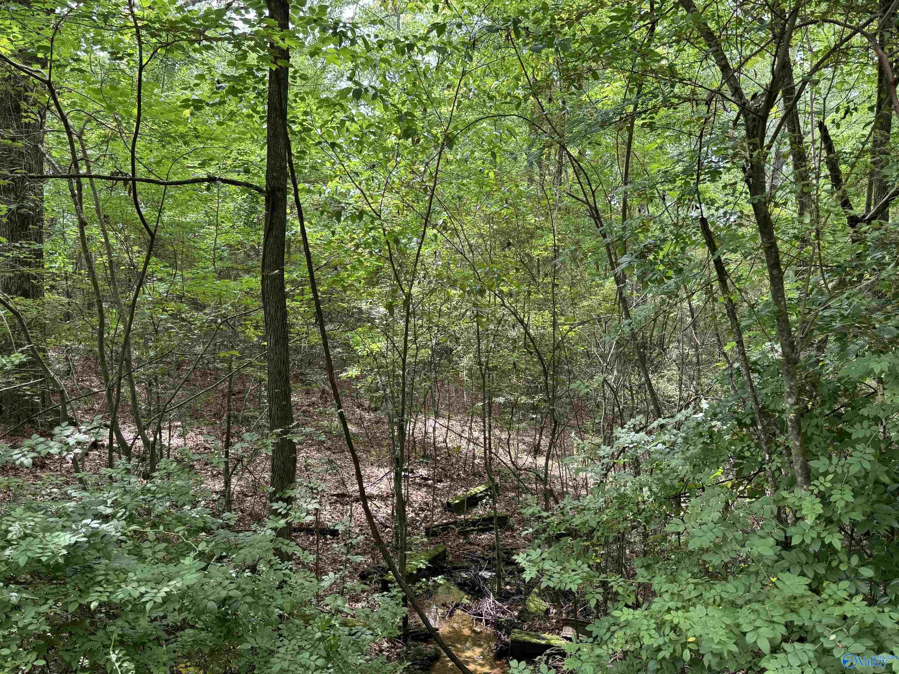 Property Photo:  Lot 1 Township Road  AL 35906 