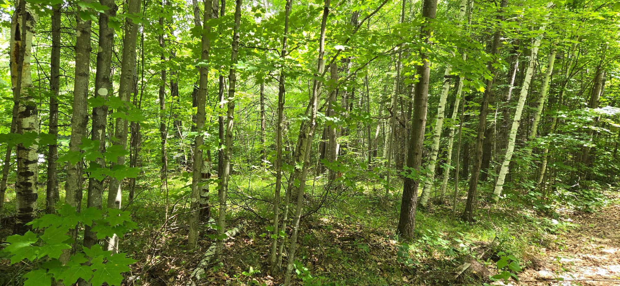 Property Photo: Lot 7 Bolton Lake Ln W WI 54538