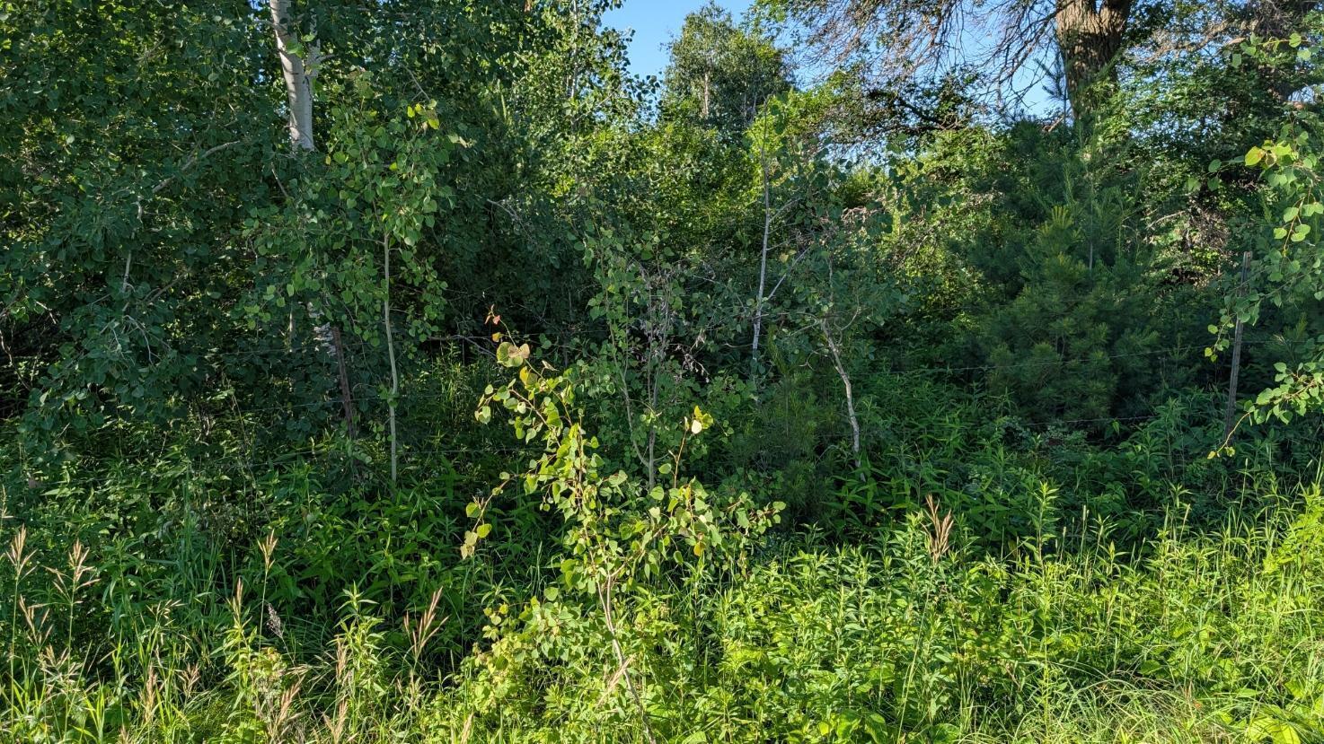 Property Photo: Tbd 60th Street SW MN 56472