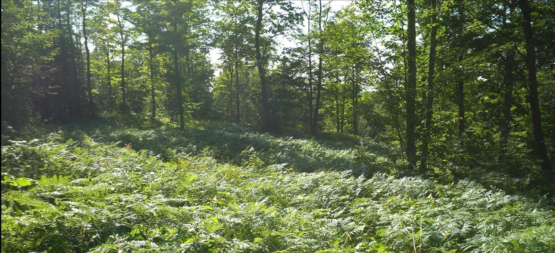 Property Photo: 83xxx - Lot 12 Ashwabay Road WI 54814