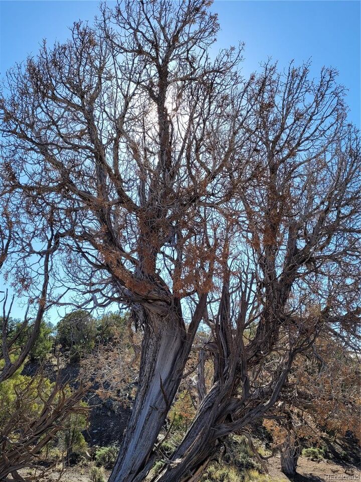 Property Photo:  650 Pinon Crest Way  CO 80463 