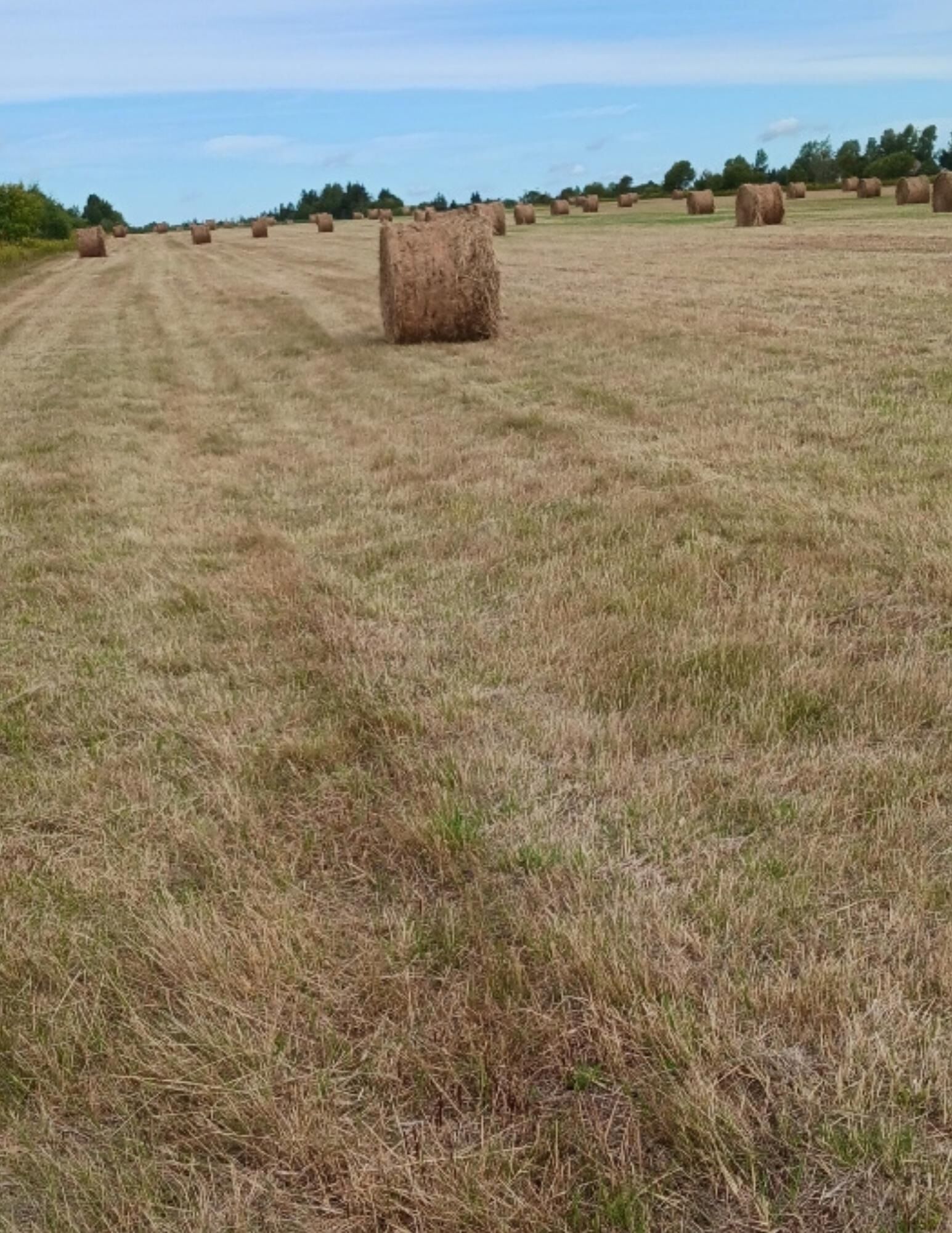 Property Photo: Acreage Cape Bear Road PE C0A 1W0