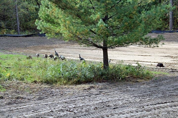 Property Photo:  Xxx17 My Abbys Way Lane SW  MN 56472 