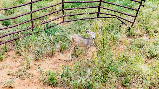 17616 N Private Road 2220  Abernathy TX 79311 photo