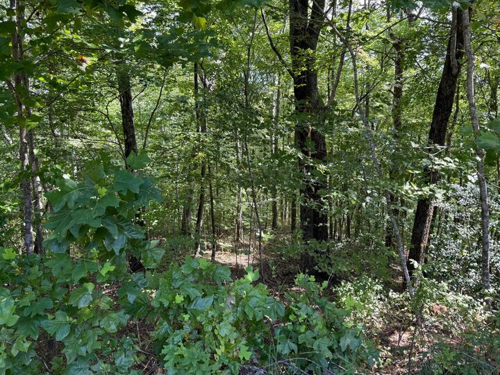 Property Photo: 538 Pine Hill Cemetery Road TN 37397
