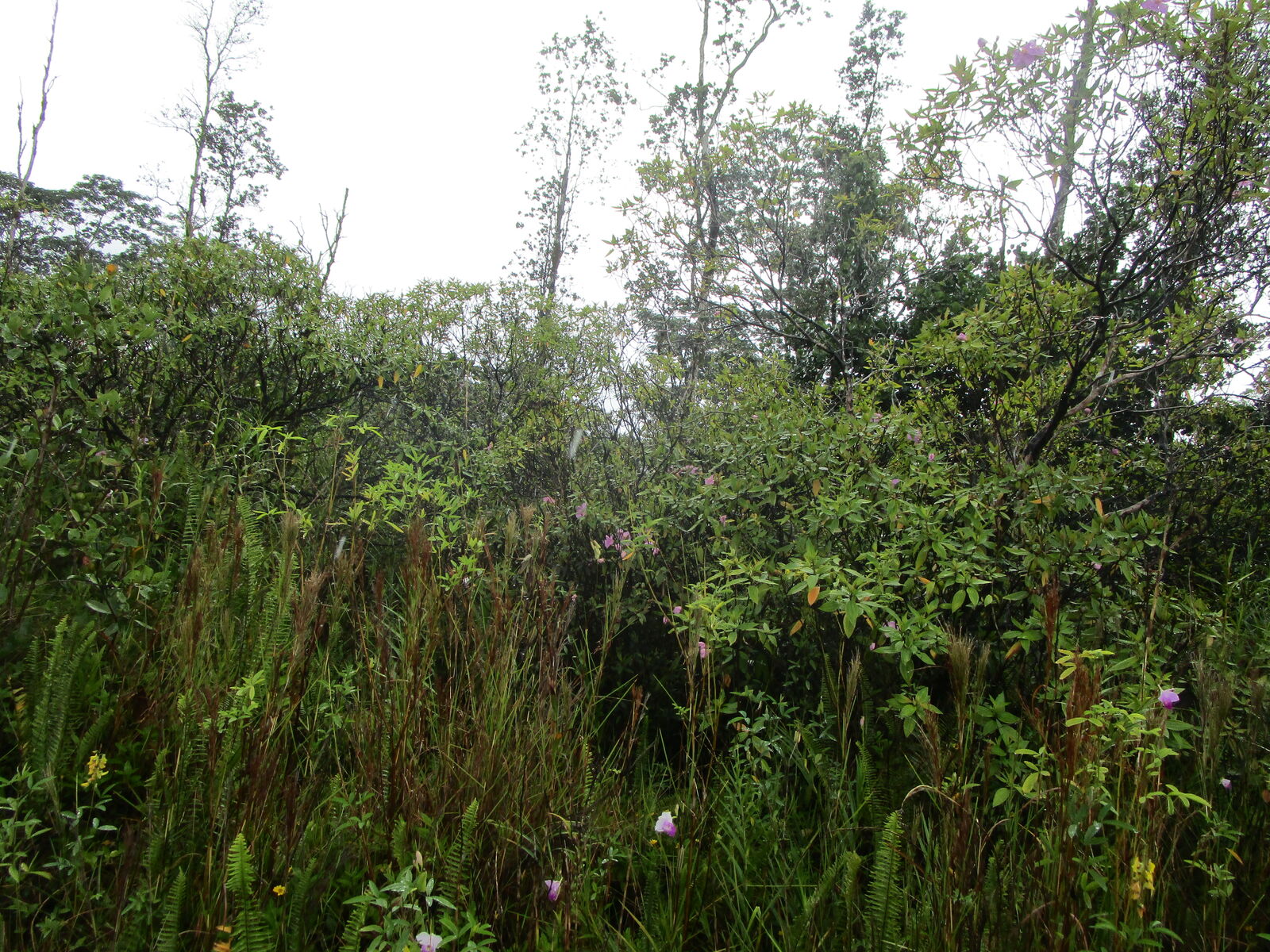 Property Photo: 34th Ave HI 96760