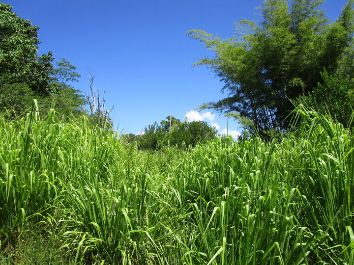 Property Photo: 28-110 Kulaimano Homestead Road HI 96783