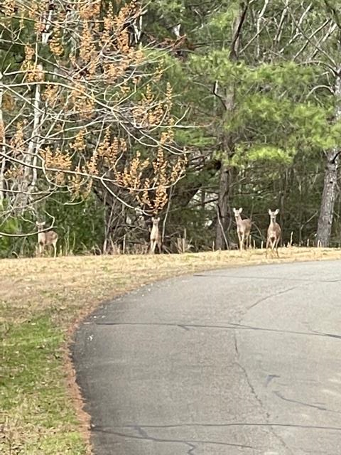 Property Photo: Lt 33 Buck Creek Road GA 30540