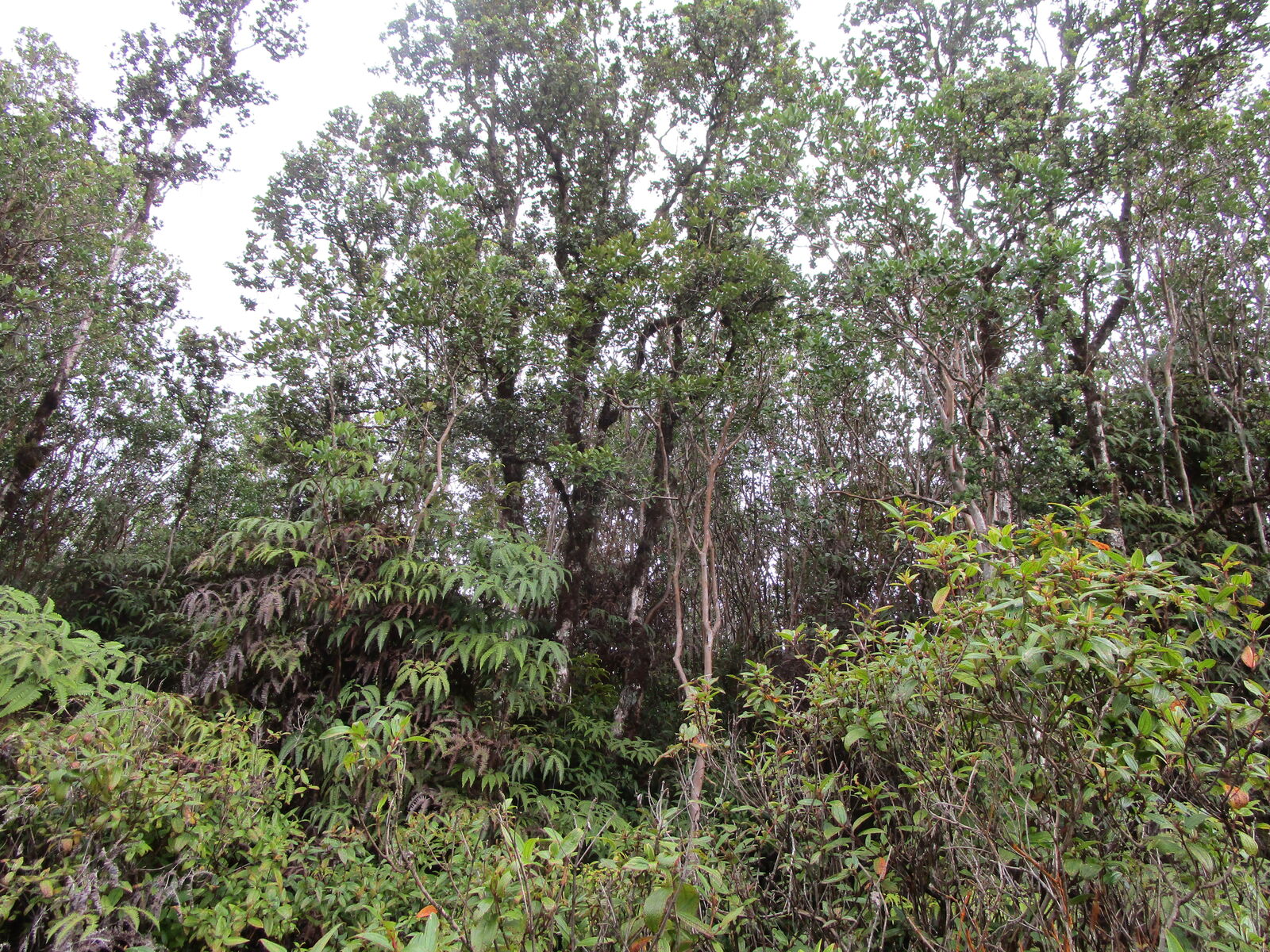 Property Photo:  Road 1 (Uhini Ana)  HI 96760 