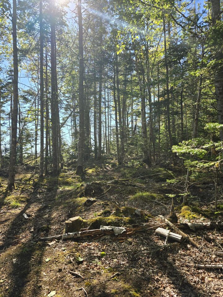 Property Photo:  Lot  181 Rays Point Road  ME 04658
