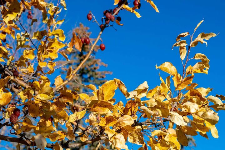 Property Photo:  118 Sienna Hills Drive SW  AB T3H 2C8