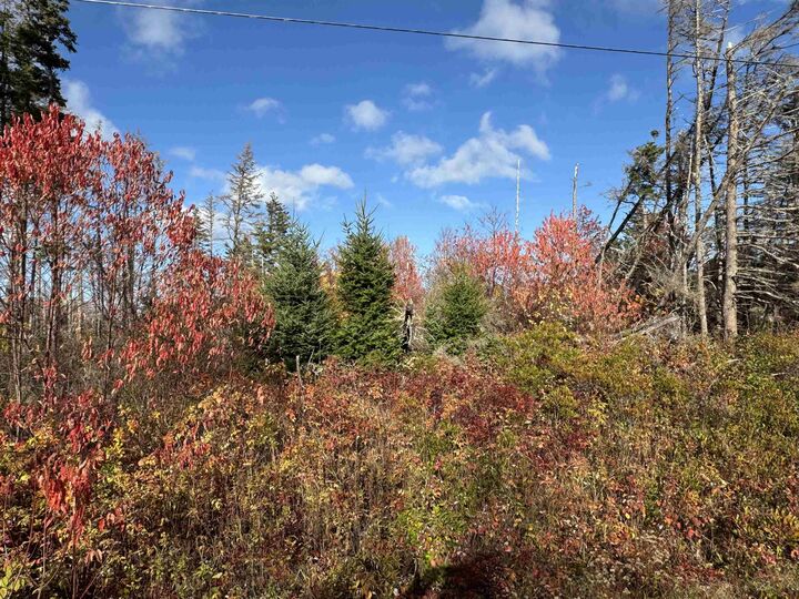Lot Willow Lane — photo 1
