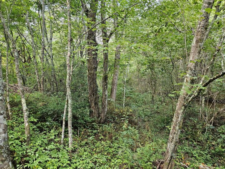 Property Photo:  Lt 32 Belaire Drive  TN 37317 