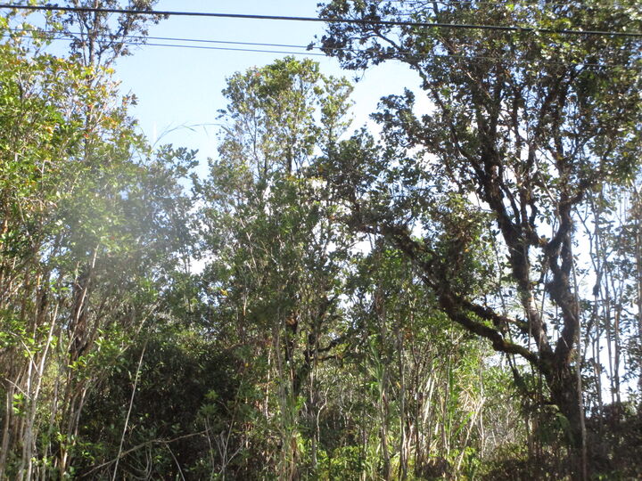 Property Photo: Lehua St HI 96771