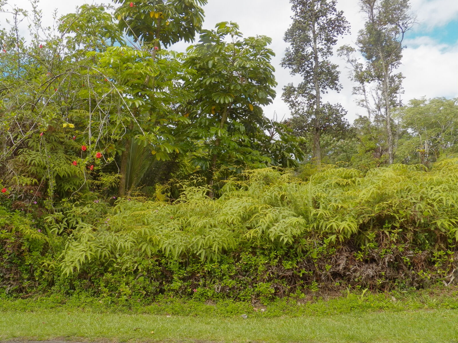 Property Photo: 12-559 Diamond Head Dr HI 96778