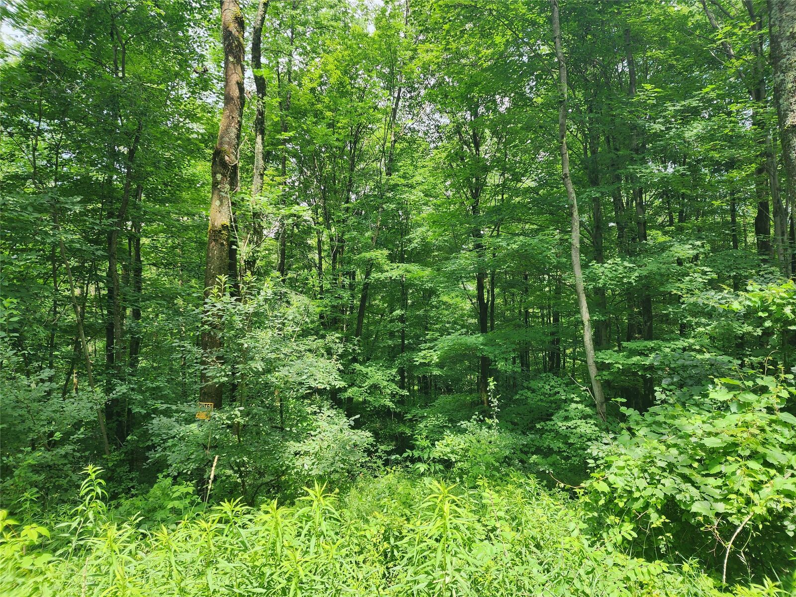 Property Photo:  0 North End Rd  NY 13040 