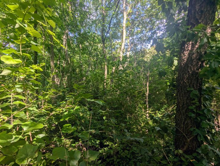 Property Photo:  00 County Road 493 Road  TN 37331 