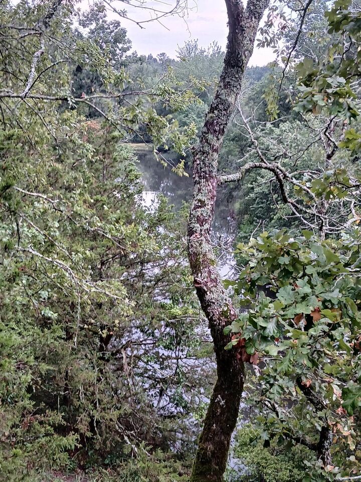 Property Photo:  Tbd Polk Road 74  AR 71953 