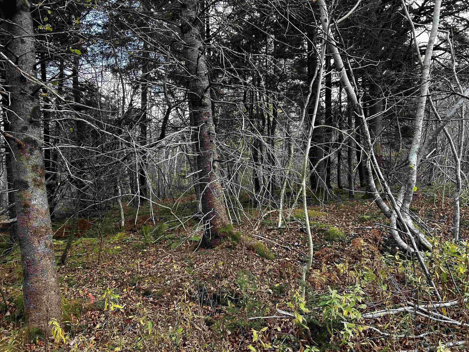 Property Photo:  381 Marshalltown Road  NS B0V 1A0 