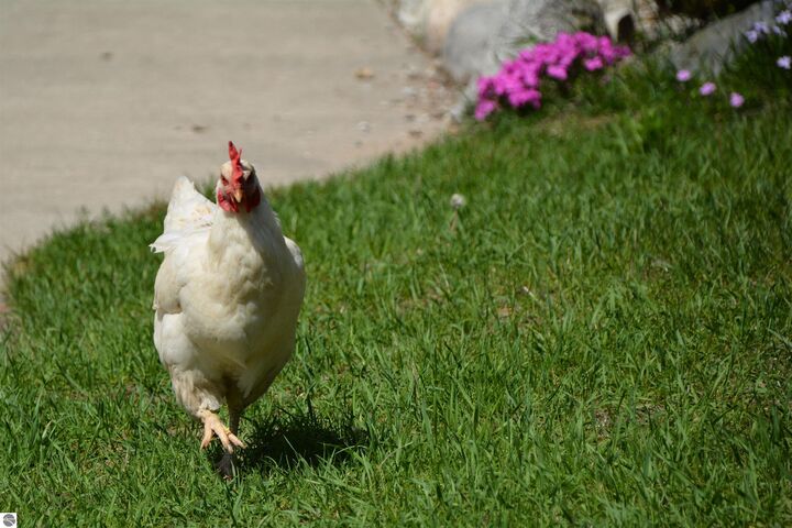 Property Photo:  8616 Cedar Run Road  MI 49684 