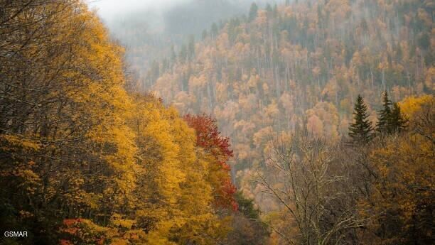 Property Photo: Lot .0001 Stepping Stone Drive TN 37862