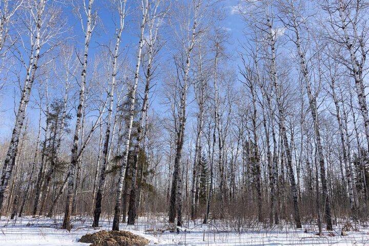 Photo de la propriété:  32 Jackpine Crescent  MB R0A 2N0 