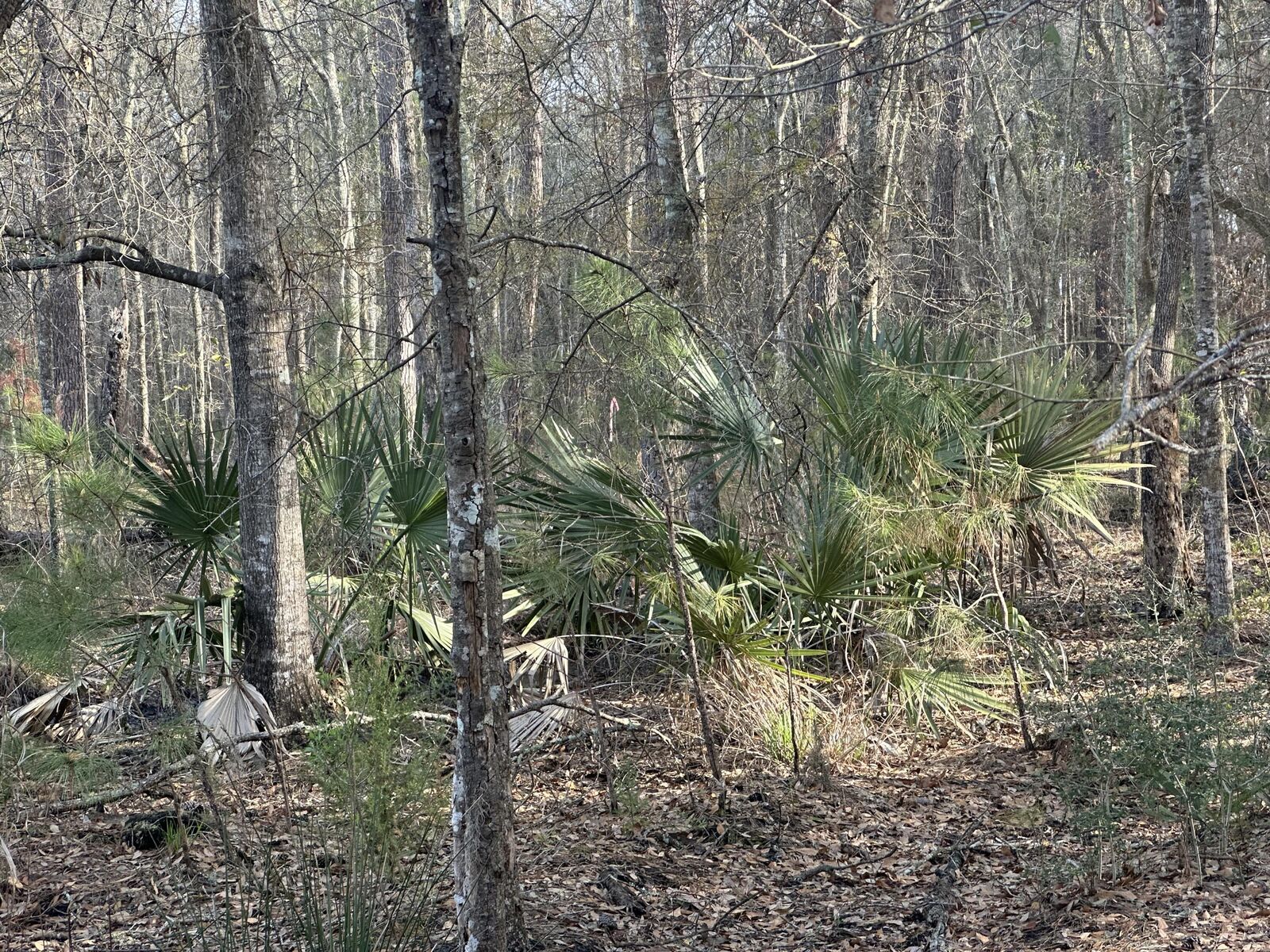 Property Photo: 0 Cooke Road Lot 2 SC 29455