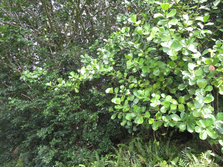 Property Photo:  Amau Rd  HI 96749 