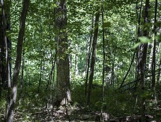 Property Photo:  N 2723 Hwy 253  WI 54870 