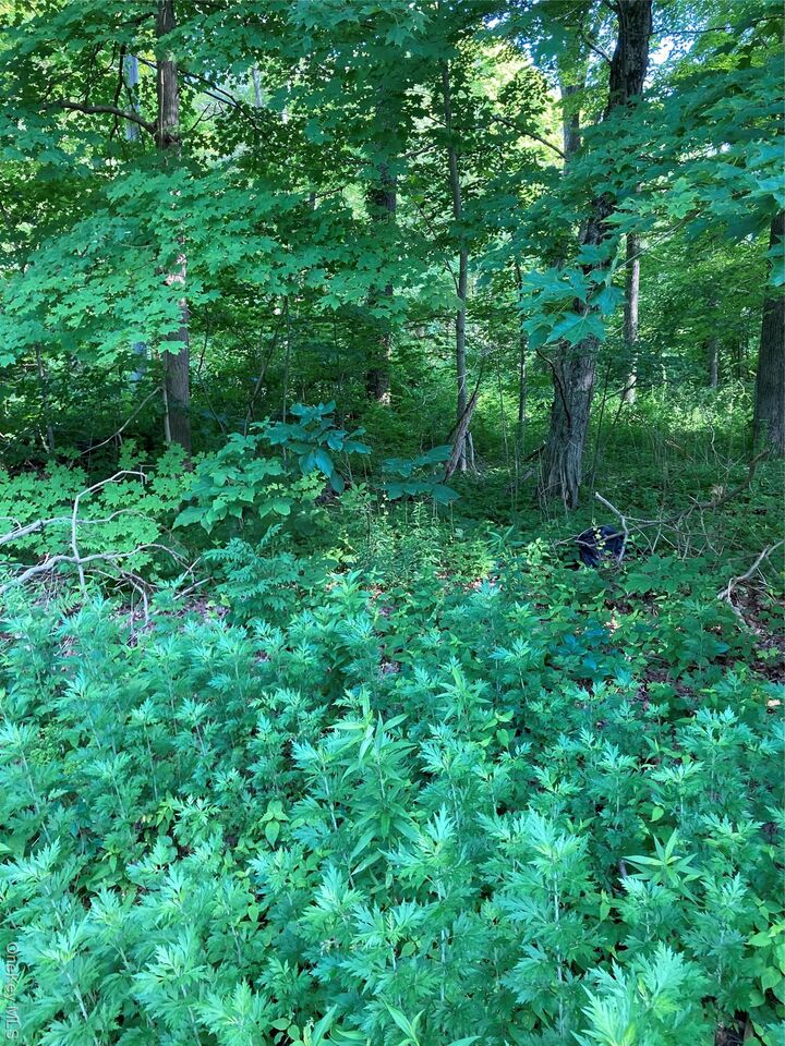 Property Photo:  15 Adam Wagner Lane  NY 10541 