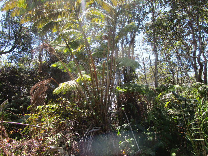 Property Photo:  Nahelenani St  HI 96785 